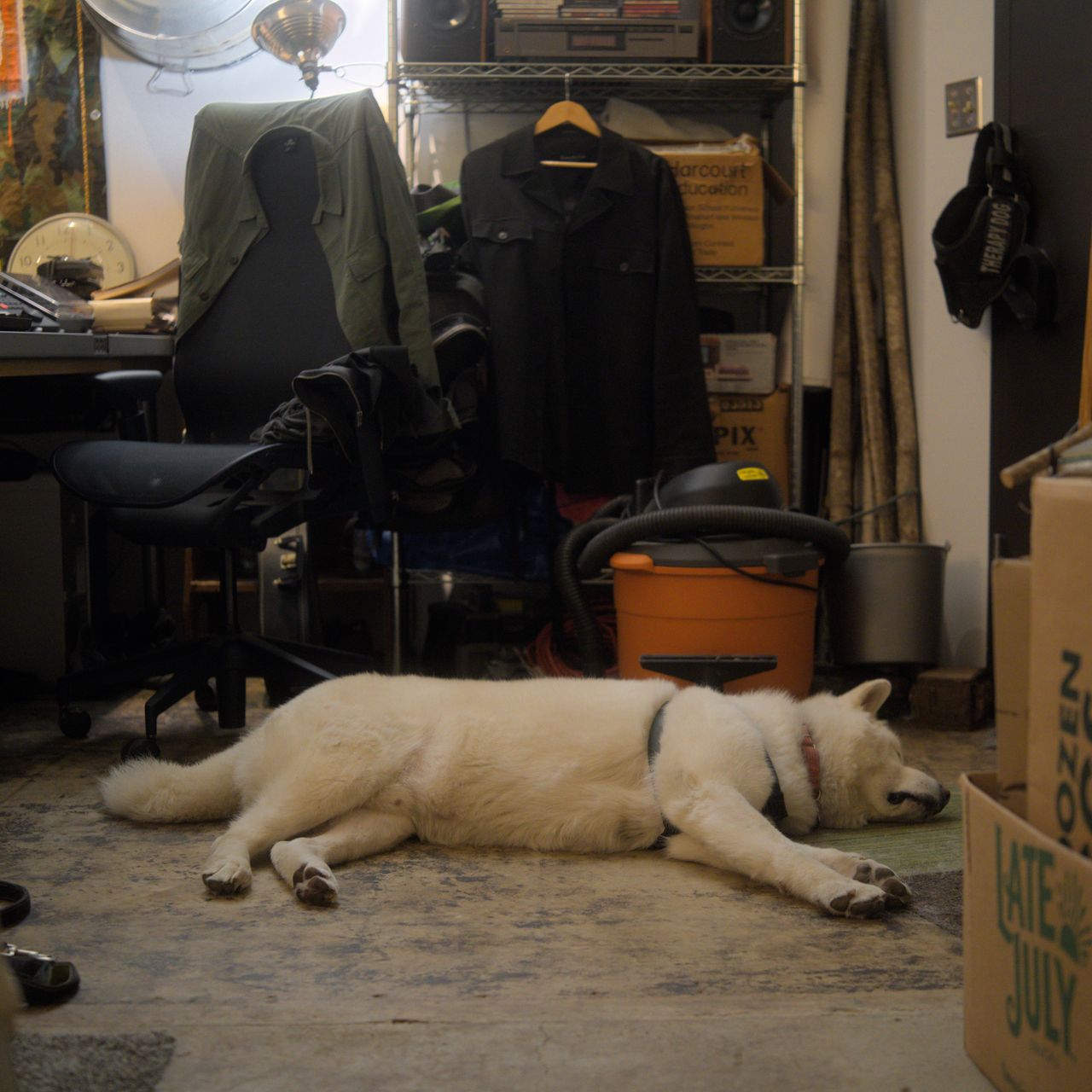 a dog i love very much, sleeping in the ecoarttech studio