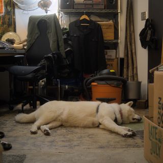 a dog i love very much, sleeping in the ecoarttech studio