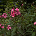 pholx-SUNSTACK.jpg
